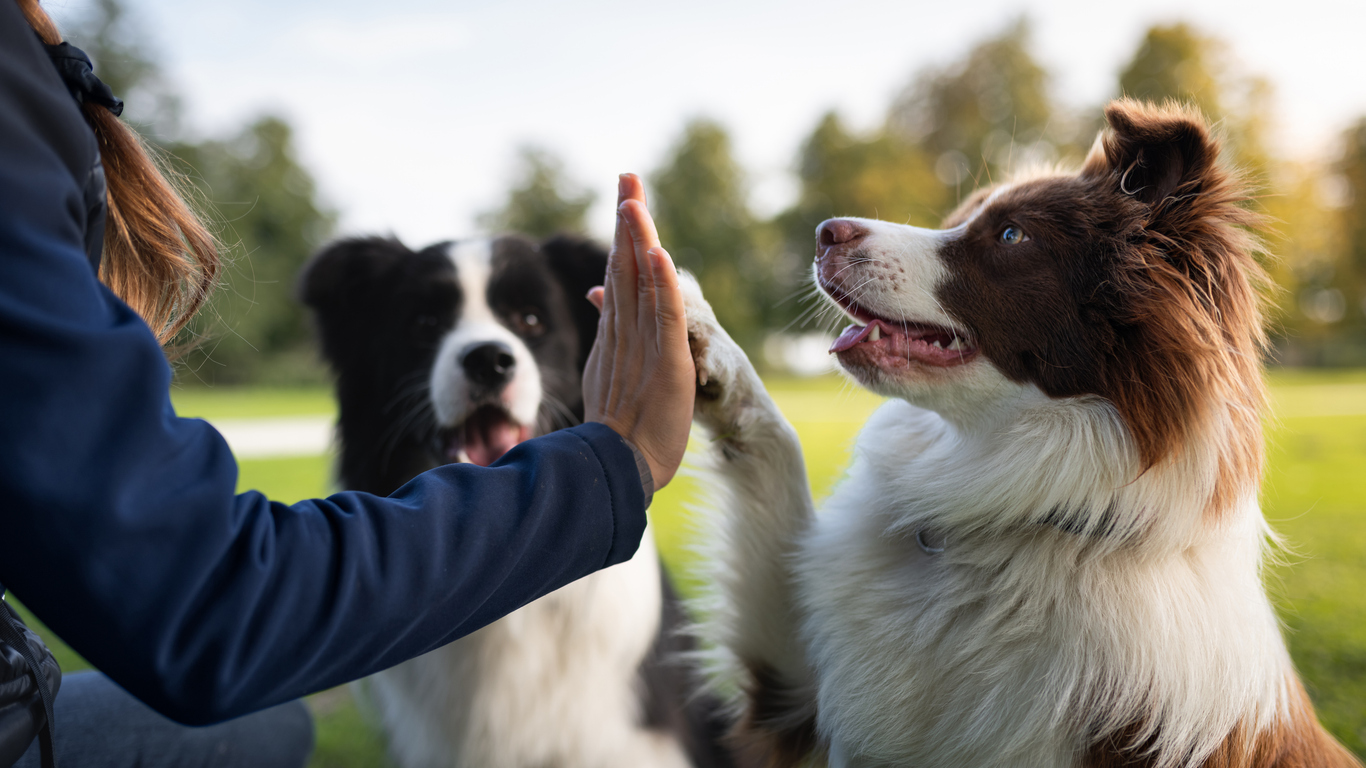 Border collie with owner training in a public park